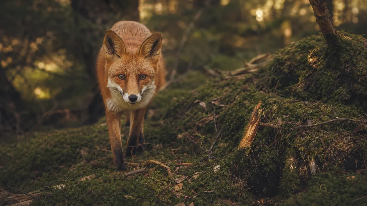 Animaux commençant par la lettre R : la liste complète